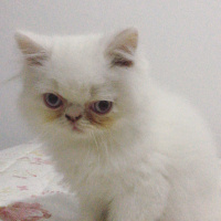 İran Kedisi (Persian), Kedi  Sushi fotoğrafı