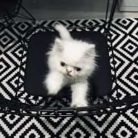 İran Kedisi (Persian), Kedi  Sushi fotoğrafı