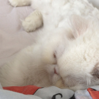 İran Kedisi (Persian), Kedi  Sushi fotoğrafı