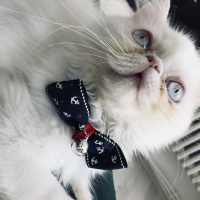 İran Kedisi (Persian), Kedi  Sushi fotoğrafı