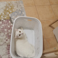 British Shorthair, Kedi  Kaju fotoğrafı