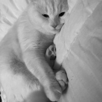 British Shorthair, Kedi  Pako fotoğrafı