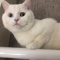 British Shorthair, Kedi  Pako fotoğrafı