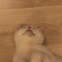 British Shorthair, Kedi  Pako fotoğrafı