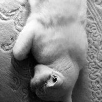 British Shorthair, Kedi  Pako fotoğrafı