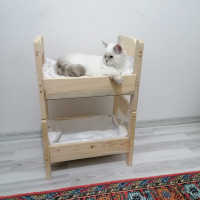 British Shorthair, Kedi  Vanilya fotoğrafı