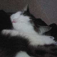 Sarman, Kedi  Badem fotoğrafı