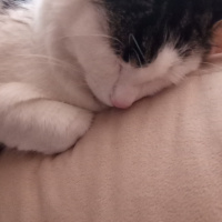 Sarman, Kedi  Badem fotoğrafı