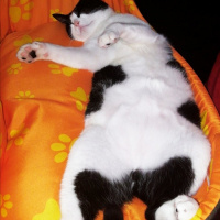 Tuxedo (Smokin) Kedi, Kedi  Uzay fotoğrafı