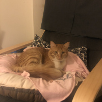 Sarman, Kedi  tarçın fotoğrafı