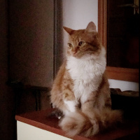 Sarman, Kedi  tarçın fotoğrafı