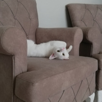 Van Kedisi, Kedi  Sütlaç fotoğrafı