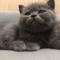 British Shorthair, Kedi  Hera fotoğrafı