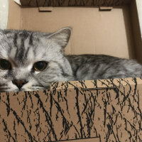 British Shorthair, Kedi  Duman fotoğrafı