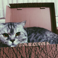 British Shorthair, Kedi  Duman fotoğrafı