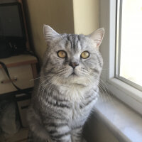 British Shorthair, Kedi  Duman fotoğrafı