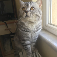 British Shorthair, Kedi  Duman fotoğrafı