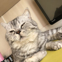 British Shorthair, Kedi  Duman fotoğrafı