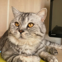 British Shorthair, Kedi  Duman fotoğrafı