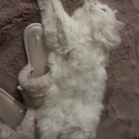 Chinchilla, Kedi  Luna fotoğrafı