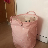 Chinchilla, Kedi  Luna fotoğrafı