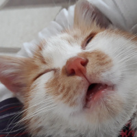 Sarman, Kedi  Tarçın fotoğrafı