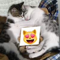 Tekir Kedi, Kedi  Şanslı fotoğrafı