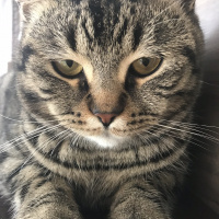 Tekir Kedi, Kedi  1no fotoğrafı