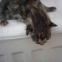 Tekir Kedi, Kedi  1no fotoğrafı