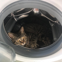 Tekir Kedi, Kedi  1no fotoğrafı