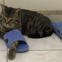 Tekir Kedi, Kedi  1no fotoğrafı