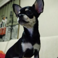 Chihuahua, Köpek  FİONA fotoğrafı