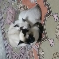 Siyam Kedisi, Kedi  adını sen koy fotoğrafı