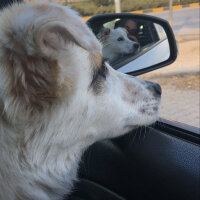 Jack Russell Terrier, Köpek  Dünya fotoğrafı