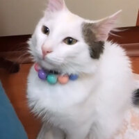 Ankara Kedisi, Kedi  Cookie fotoğrafı