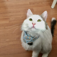 Ankara Kedisi, Kedi  Cookie fotoğrafı