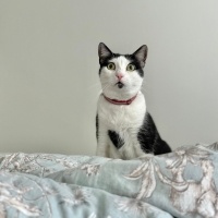 Tuxedo (Smokin) Kedi, Kedi  Shiloh fotoğrafı