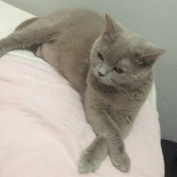 British Shorthair, Kedi  Pamuk fotoğrafı