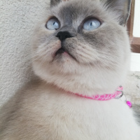British Shorthair, Kedi  Mia fotoğrafı