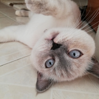 British Shorthair, Kedi  Mia fotoğrafı