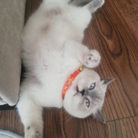British Shorthair, Kedi  Mia fotoğrafı