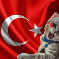 Scottish Fold, Kedi  Pasha fotoğrafı