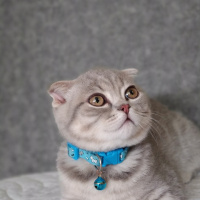 Scottish Fold, Kedi  Pasha fotoğrafı