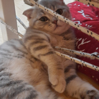 Scottish Fold, Kedi  Pasha fotoğrafı