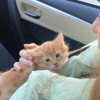 Sarman, Kedi  Bal’ım fotoğrafı
