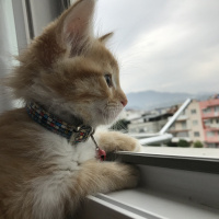 Sarman, Kedi  Bal’ım fotoğrafı