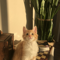 Sarman, Kedi  Bal’ım fotoğrafı