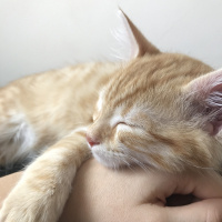 Sarman, Kedi  Bal’ım fotoğrafı