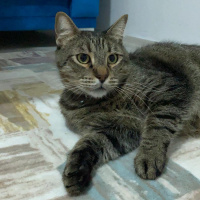 Tekir Kedi, Kedi  Cafer fotoğrafı