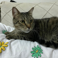 Tekir Kedi, Kedi  Cafer fotoğrafı